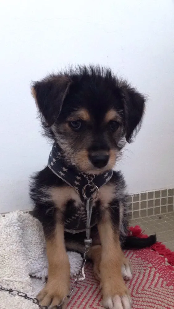 Cachorro ra a Vira lata idade  nome Chaves