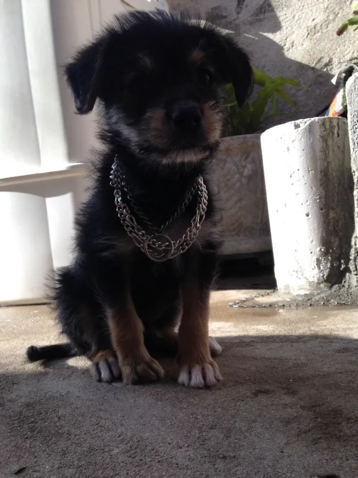 Cachorro ra a Vira lata idade  nome Chaves