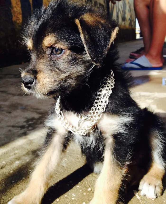 Cachorro ra a Vira lata idade  nome Chaves