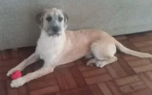 Cachorro raça Mestiço de labrador idade 1 ano nome Thor