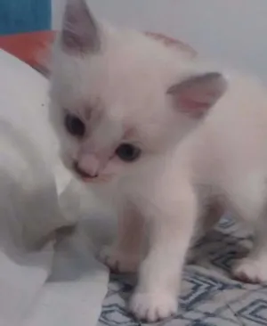 Gato raça  idade 2 a 6 meses nome Luke