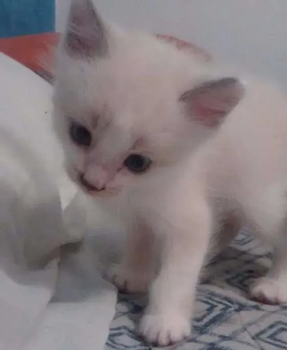 Gato ra a  idade 2 a 6 meses nome Luke