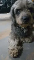 Desconhecido