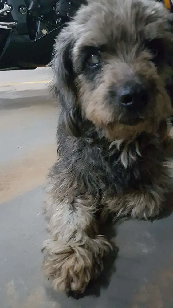 Cachorro ra a Podlle idade  nome Desconhecido