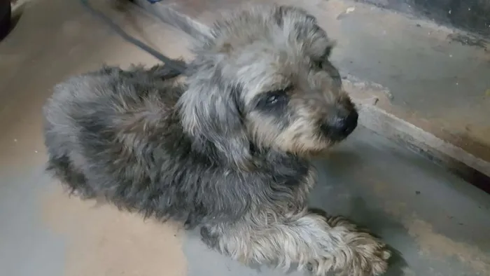 Cachorro ra a Podlle idade  nome Desconhecido