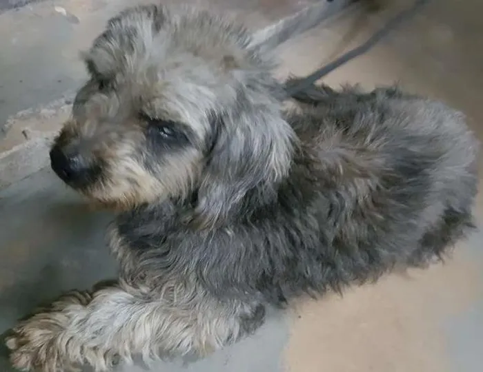 Cachorro ra a Podlle idade  nome Desconhecido
