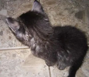 Gato raça NAO SEI idade Abaixo de 2 meses nome NAO POSSUI