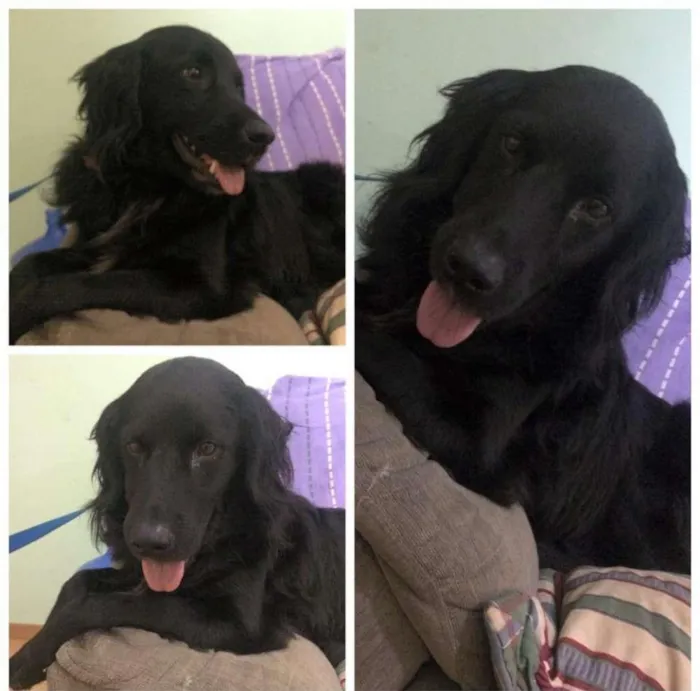 Cachorro ra a sem raça defeinida idade 2 anos nome Negão