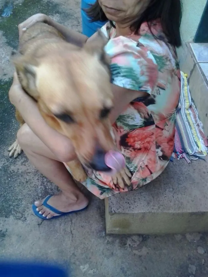 Cachorro ra a indefinida idade 5 anos nome Moça