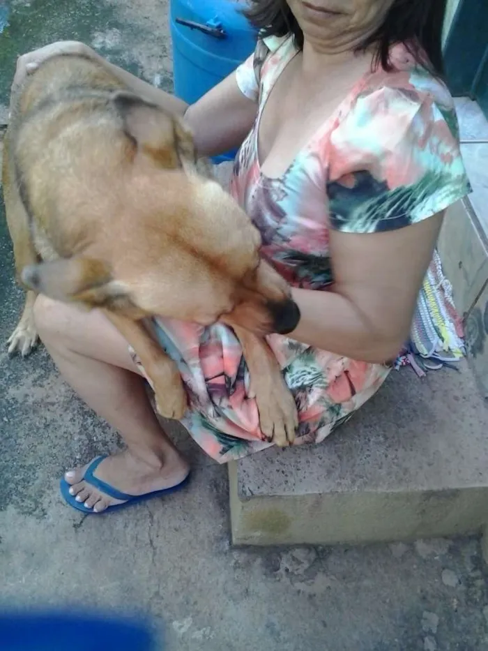 Cachorro ra a indefinida idade 5 anos nome Moça