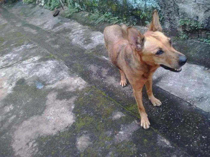 Cachorro ra a indefinida idade 5 anos nome Moça