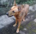Moça