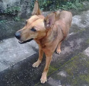 Cachorro raça indefinida idade 5 anos nome Moça