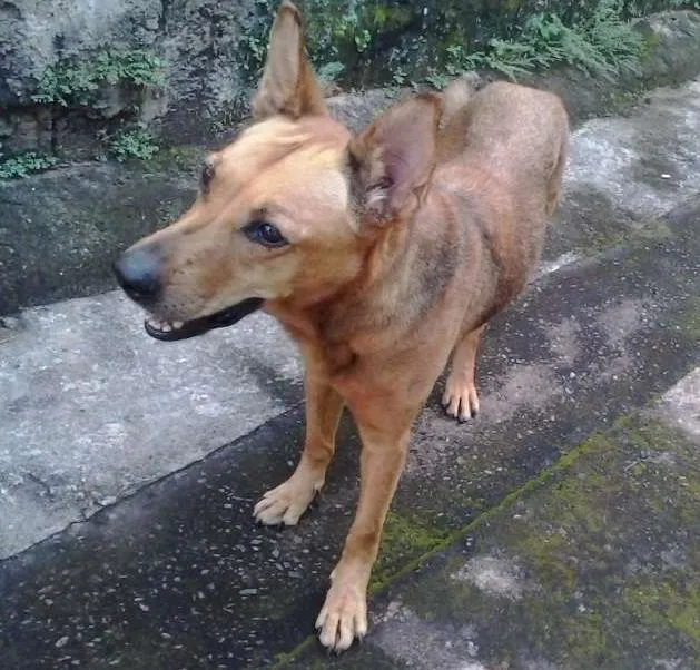 Cachorro ra a indefinida idade 5 anos nome Moça