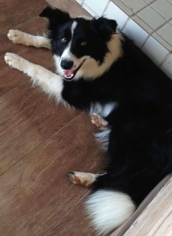 Cachorro ra a Border Collie idade 3 anos nome Pepa