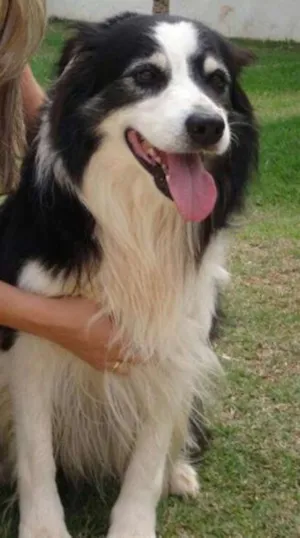 Cachorro raça Border Collie idade 5 anos nome Déco