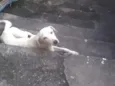 Pipoca