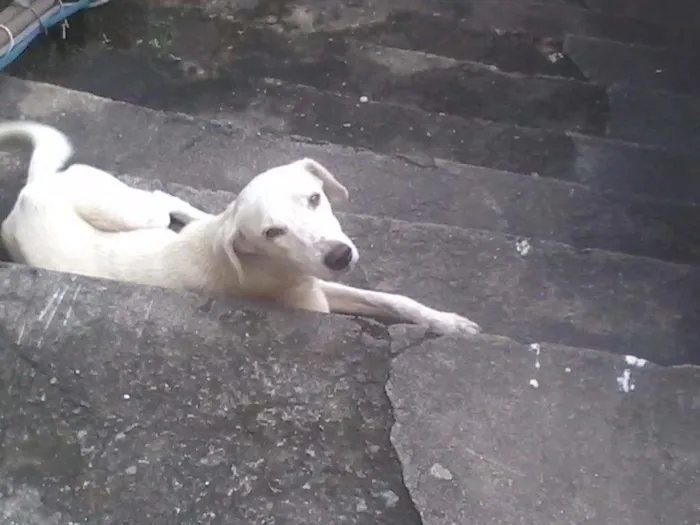 Cachorro ra a Vira lata idade 2 anos nome Pipoca