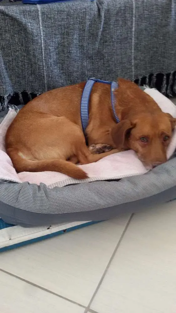 Cachorro ra a Pit bul com vira lata idade 6 ou mais anos nome Zeus