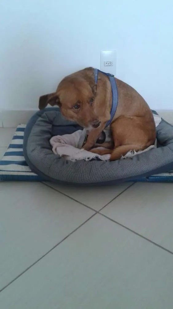 Cachorro ra a Pit bul com vira lata idade 6 ou mais anos nome Zeus