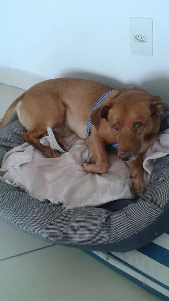 Cachorro ra a Pit bul com vira lata idade 6 ou mais anos nome Zeus