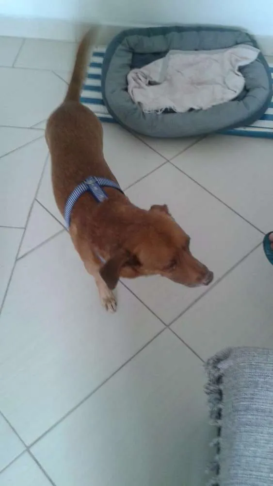 Cachorro ra a Pit bul com vira lata idade 6 ou mais anos nome Zeus