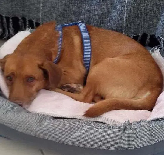 Cachorro ra a Pit bul com vira lata idade 6 ou mais anos nome Zeus