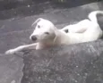 Pipoca