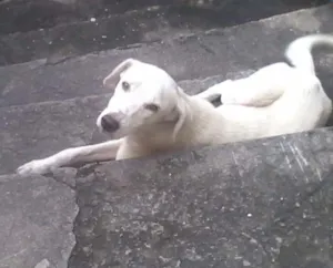 Cachorro raça Vira lata idade 2 anos nome Pipoca