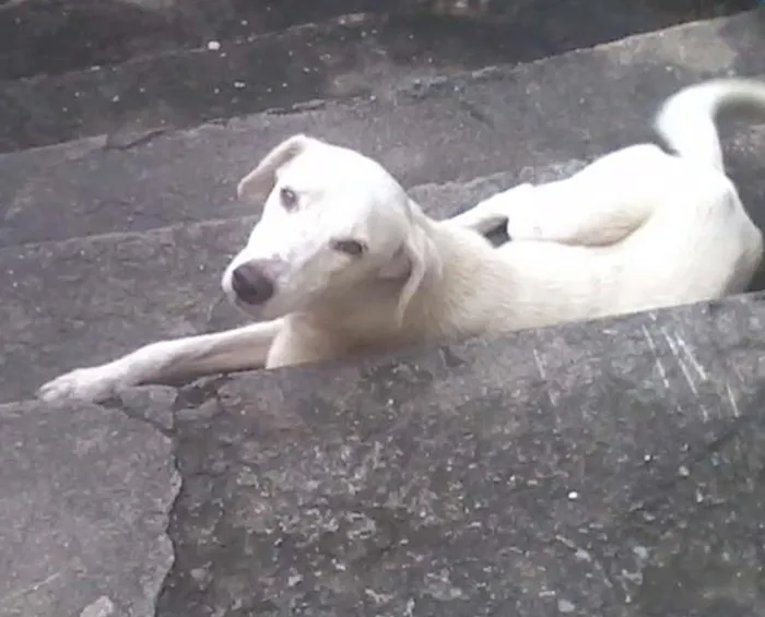 Cachorro ra a Vira lata idade 2 anos nome Pipoca
