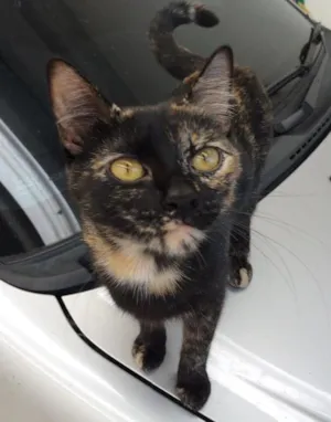 Gato raça Srd idade 7 a 11 meses nome Sem nome