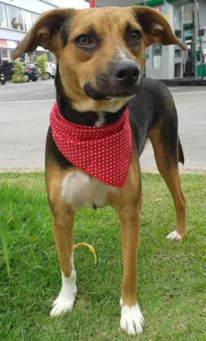 Cachorro raça SRD idade 1 ano nome Toby