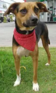 Toby