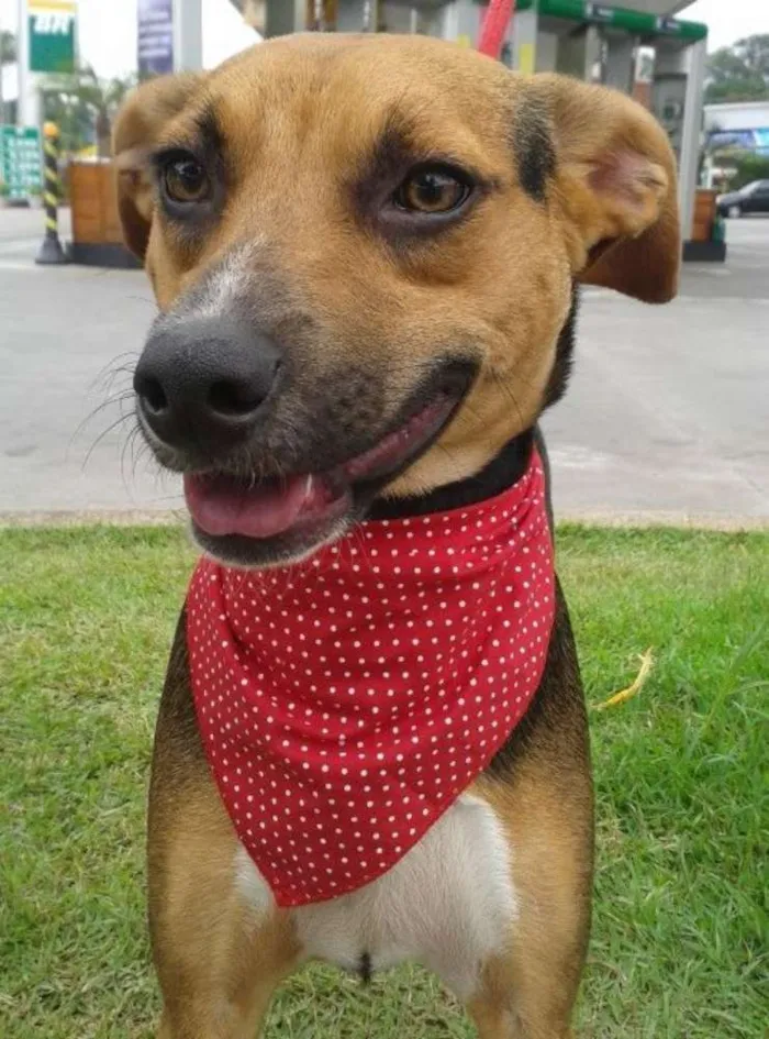 Cachorro ra a SRD idade 1 ano nome Toby