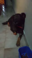 Marrom