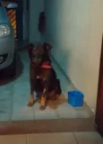 Marrom
