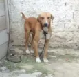 Chacal 