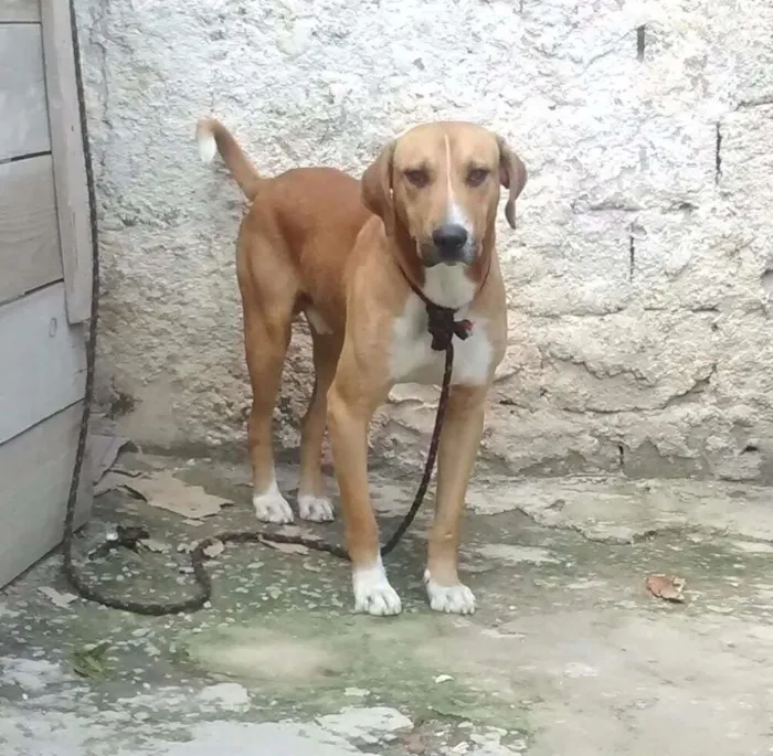 Cachorro ra a Não definido  idade 1 ano nome Chacal 