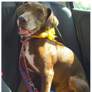 Cachorro raça Vira lata idade 2 anos nome Kin
