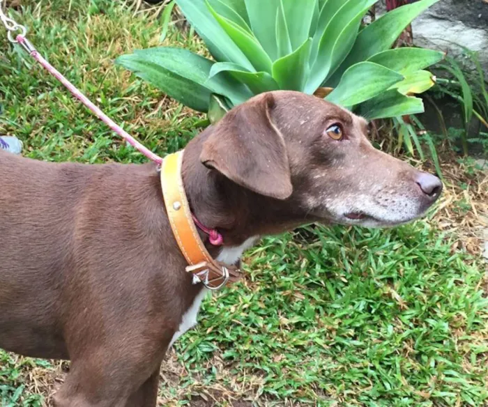 Cachorro raça Vira lata idade 2 anos nome Kin