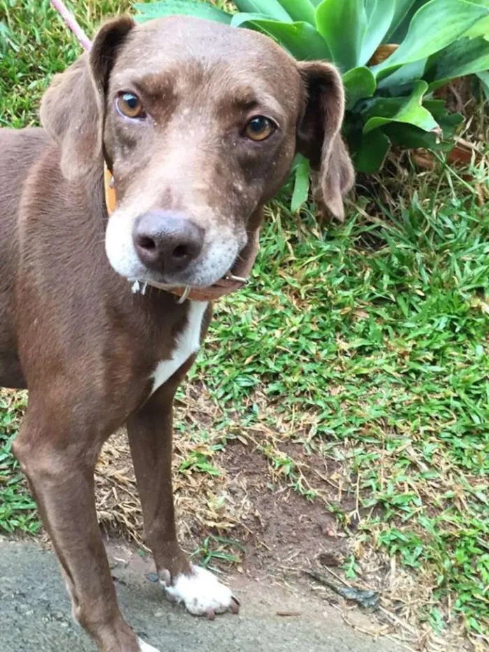 Cachorro raça Vira lata idade 2 anos nome Kin