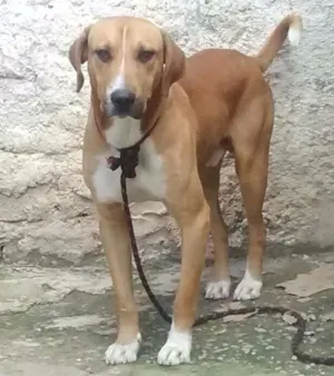 Cachorro raça Não definido  idade 1 ano nome Chacal 