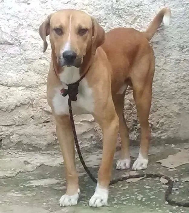 Cachorro ra a Não definido  idade 1 ano nome Chacal 