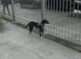 Cachorro raça SRD idade 1 ano nome Preta