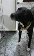 Cachorro raça SRD idade 1 ano nome Preta