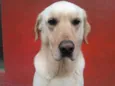 Branquinho