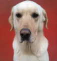 Branquinho