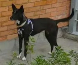 Cachorro raça SRD idade 1 ano nome Preta