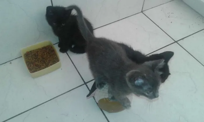 Gato ra a  idade 2 a 6 meses nome filhotes