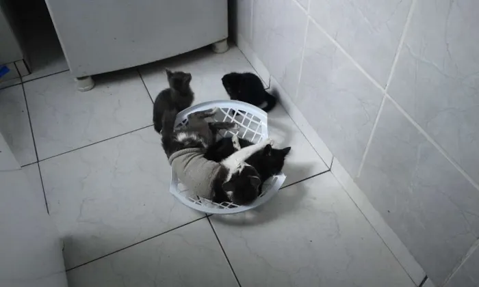 Gato ra a  idade 2 a 6 meses nome filhotes
